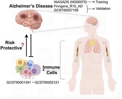 The role of Immune cells in Alzheimer's disease: a bidirectional Mendelian randomization study